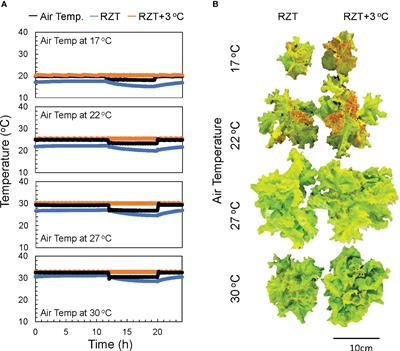 Raising root zone temperature improves plant productivity and metabolites in hydroponic lettuce production
